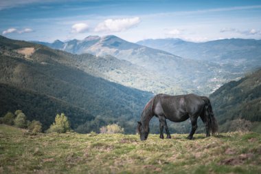 Ariege Pirenes dağlarında Merens atı