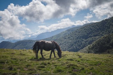 Ariege Pirenes dağlarında Merens atı