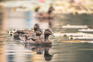 Ördekler gölette yüzüyor.