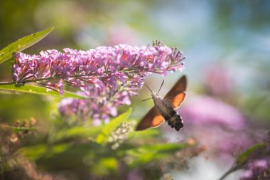 Pembe çiçekleri beslerken uçan sinekkuşu güvesi