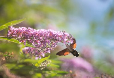 Pembe çiçekleri beslerken uçan sinekkuşu güvesi