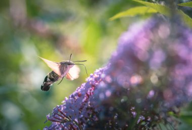Pembe çiçekleri beslerken uçan sinekkuşu güvesi