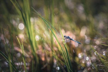 Kılıçtaki yusufçuk