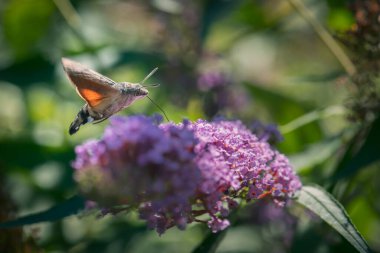 Sinekkuşu güveleri havada süzülüyor ve nektarı inceliyor.