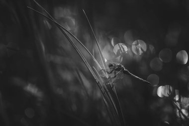 Kılıçtaki yusufçuk