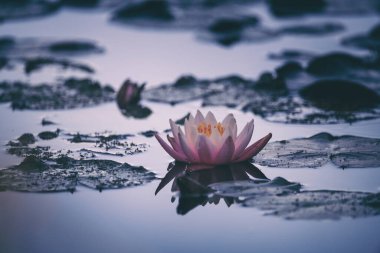 Su zambağı ya da nilüfer çiçeği gölette