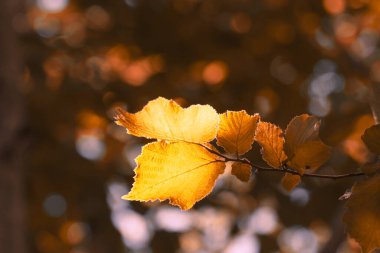 Yaprakların arasından ışık