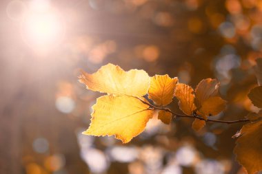 Yaprakların arasından ışık