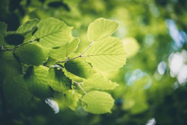 Yaprakların arasından ışık