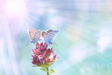 Güneşin altında bir çift kelebek