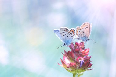 Güneşin altında bir çift kelebek