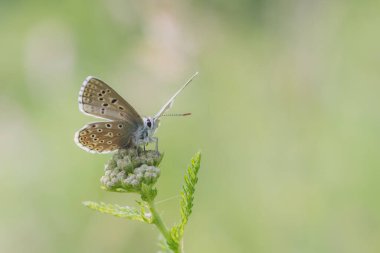 Çiçek arkaplanındaki kelebek