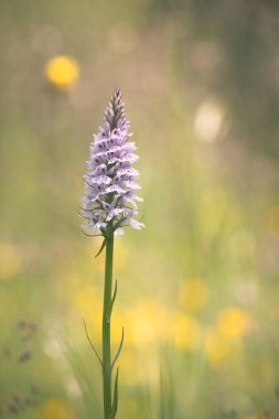 Alandaki vahşi orkide (dactylorhiza maculata)