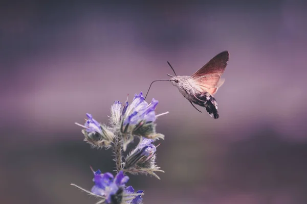 hummingbird hawk moths hovering and probing nectar