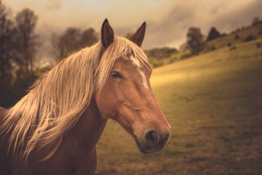 Kahverengi at sıcak renkler