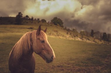 Kahverengi at sıcak renkler