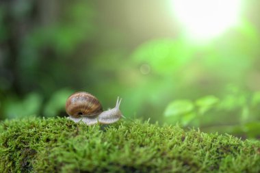 Yosun üstünde büyük bir salyangoz