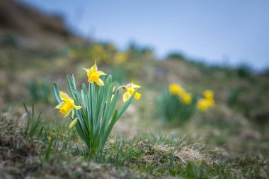 Pirenelerdeki yabani nergis 