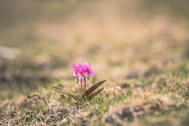 Dağdaki pembe kır çiçeği.