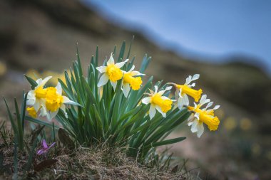 Pirenelerdeki yabani nergis 