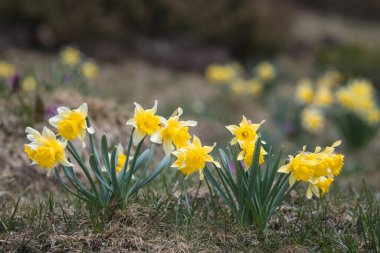 Pirenelerdeki yabani nergis 