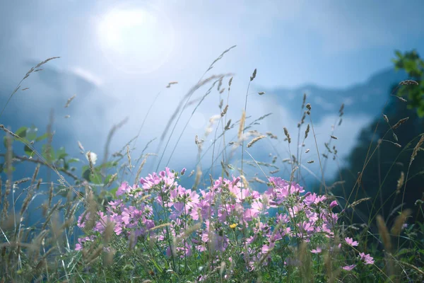mountain flowers with the sun in background