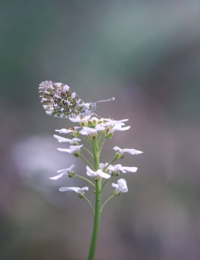 Turuncu uçlu kelebek (anthocharis kakadinler))