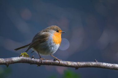 Robin (Erithacus rubecula) on dark background