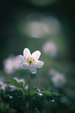 odun şakayığı (anemone nemorosa) yumuşak odak
