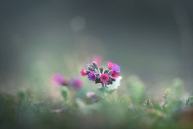 lungwort (pulmonaria officinalis) fleur sauvage officinale