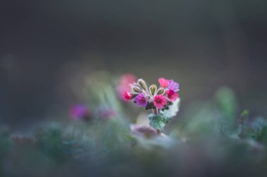 lungwort (pulmonaria officinalis) fleur sauvage officinale