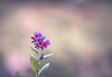 lungwort (pulmonaria officinalis) fleur sauvage officinale