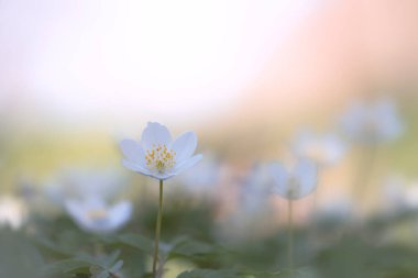 odun şakayığı (anemone nemorosa) yumuşak odak