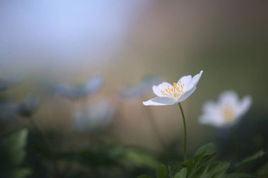 odun şakayığı (anemone nemorosa) yumuşak odak