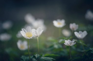 odun şakayığı (anemone nemorosa) yumuşak odak