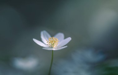 odun şakayığı (anemone nemorosa) yumuşak odak
