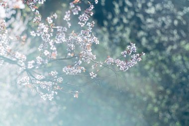 İlkbahar çiçekli ağaç klasik Helios lensli yumuşak odak