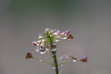 Yağmurun altındaki çayırda pembe çiçeğin yakın çekimi.