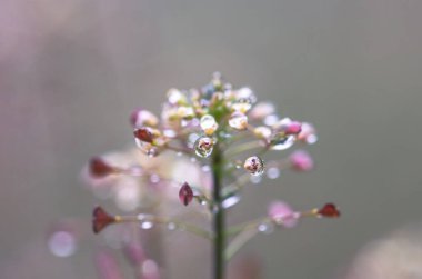 Yağmurun altındaki çayırda pembe çiçeğin yakın çekimi.