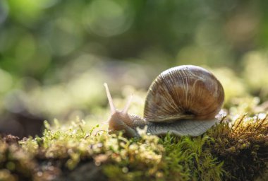 Yosun üzerinde büyük salyangoz (Helix pomatia)