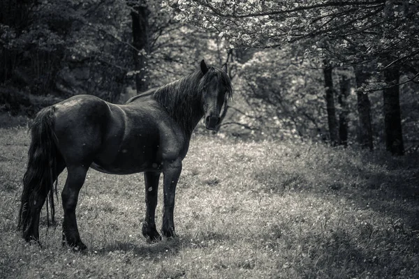 Cavalo Preto Natureza — Fotografia de Stock