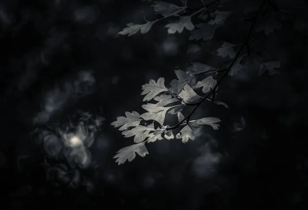 Skogen Mellan Ljus Och Mörker — Stockfoto