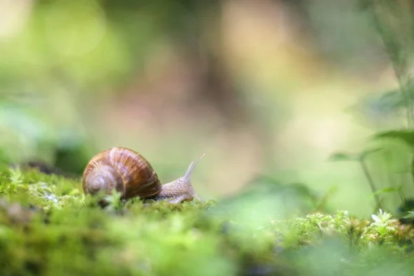 苔藓上的大蜗牛 螺旋石榴 — 图库照片