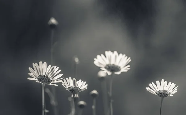 Gänseblümchen Blume Rückseite — Stockfoto