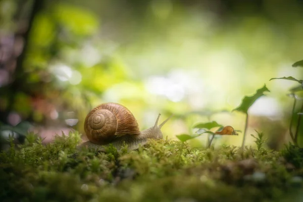 苔藓上的大蜗牛 螺旋石榴 — 图库照片