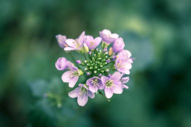 Ormandaki yumuşak ışık (kardamine pratensis)