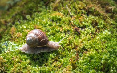 Yosun üzerinde büyük salyangoz (Helix pomatia)