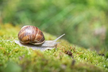 Yosun üzerinde büyük salyangoz (Helix pomatia)