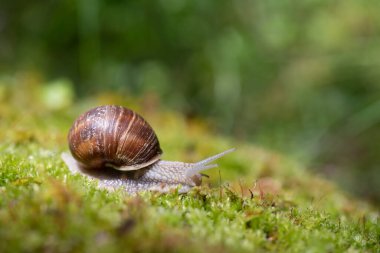 Yosun üzerinde büyük salyangoz (Helix pomatia)