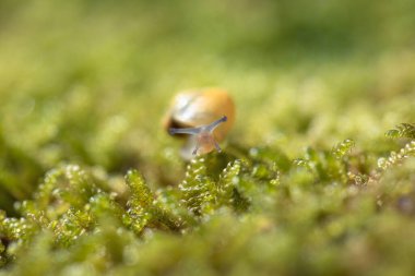 Yosun üzerinde küçük bir salyangoz 